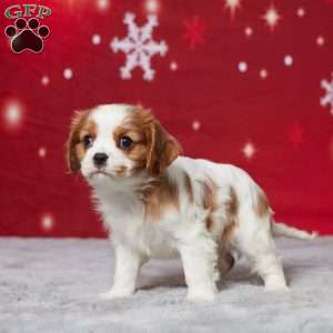 Asher, Cavalier King Charles Spaniel Puppy